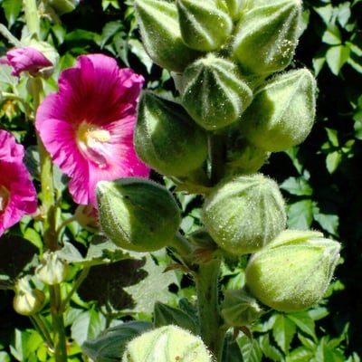 Alcea setosa — flower