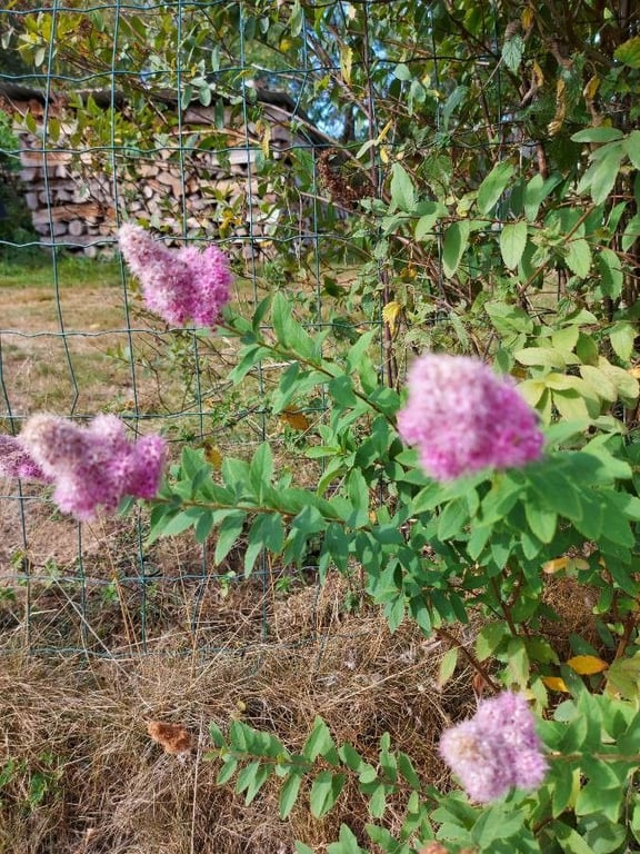 Bridewort