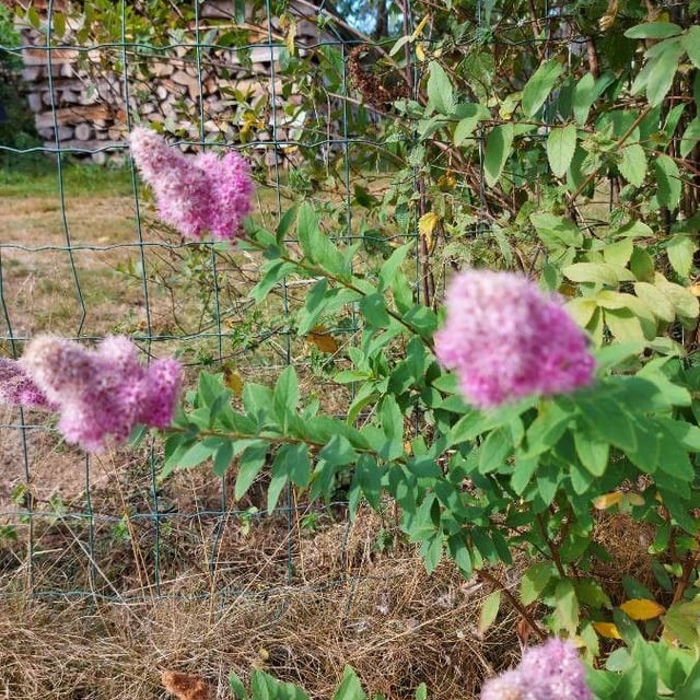 Spiraea salicifolia — flower