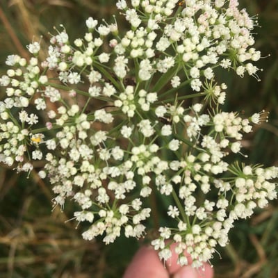 Selinum carvifolia — flower