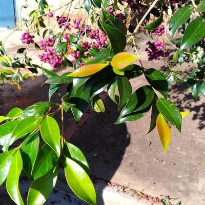 Syzygium smithii — leaf