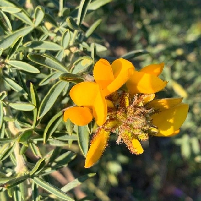 Adenocarpus decorticans — flower