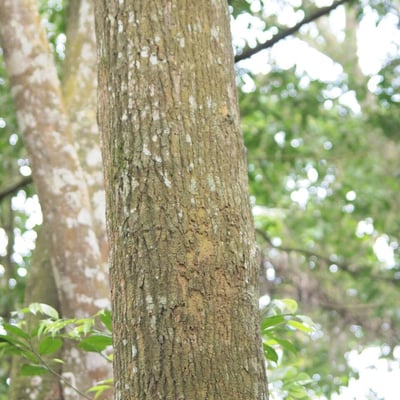 Morinda lucida — bark