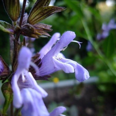 Salvia purpurea — flower