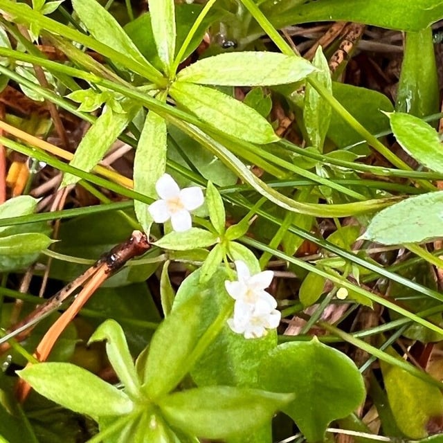 Galium uliginosum — flower