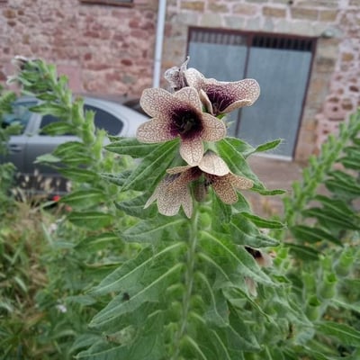 Hyoscyamus niger — flower