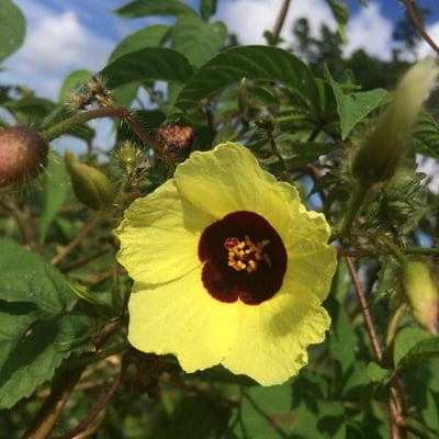 Hibiscus surattensis — flower