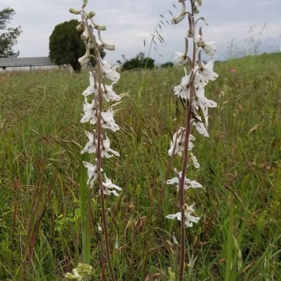 Delphinium carolinianum — flower