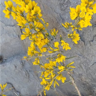Ulex europaeus — flower