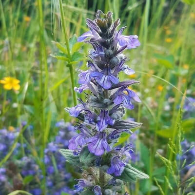 Ajuga genevensis — flower