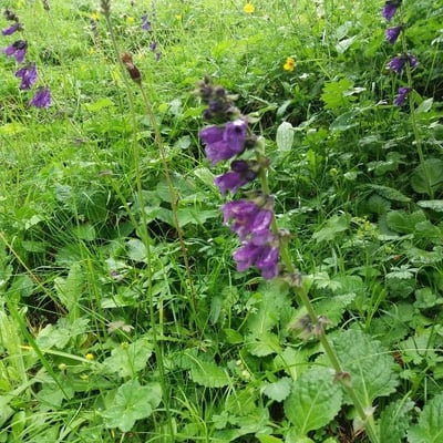 Horminum pyrenaicum — flower