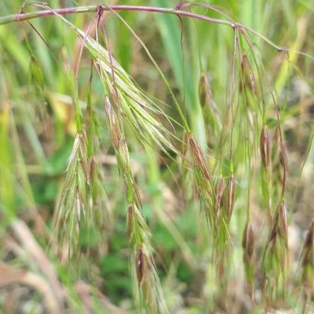 Bromus arvensis — flower