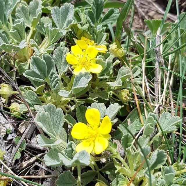 Potentilla cinerea — flower