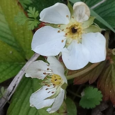 Potentilla sterilis — flower