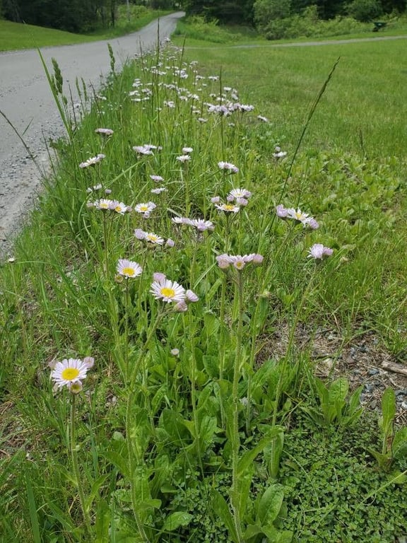 Robin's plantain