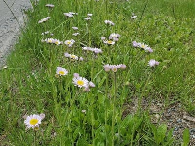 Robin's plantain