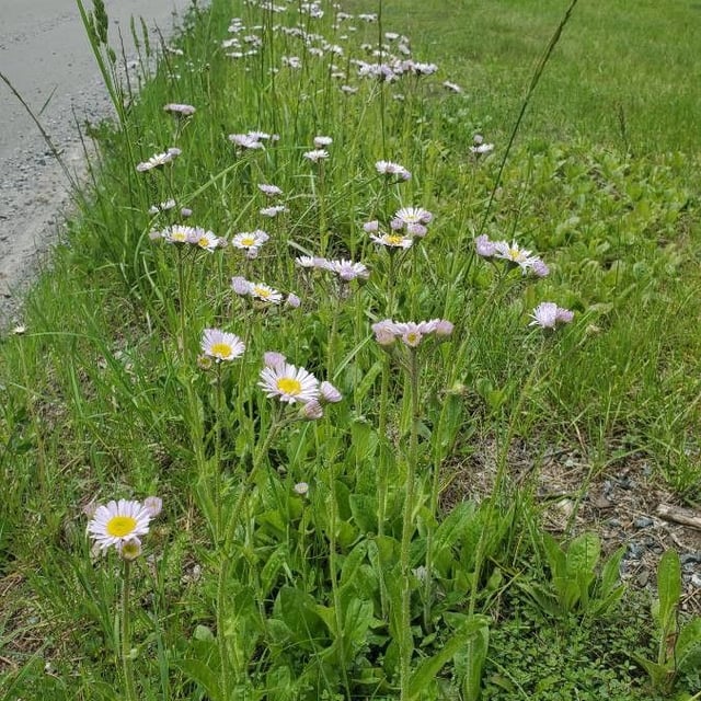 Erigeron pulchellus — flower