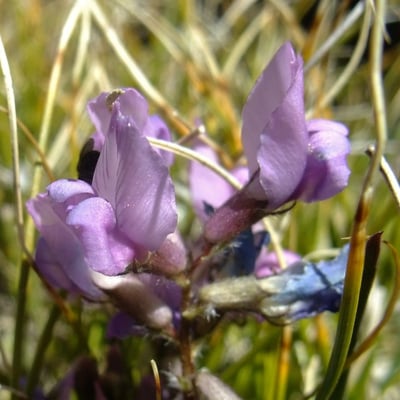 Oxytropis helvetica — flower