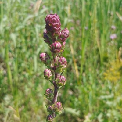 Liatris aspera — flower