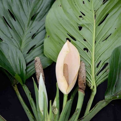 Monstera adansonii — flower