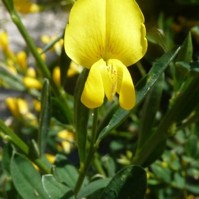 Genista florida — flower