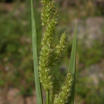 Echinochloa muricata — flower