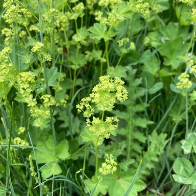 Alchemilla monticola — flower
