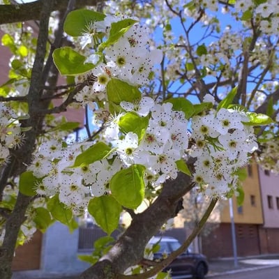 Pyrus calleryana — flower