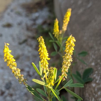 Melilotus sulcatus — flower
