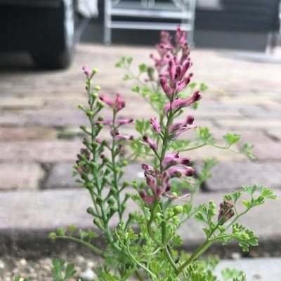 Fumaria vaillantii — flower