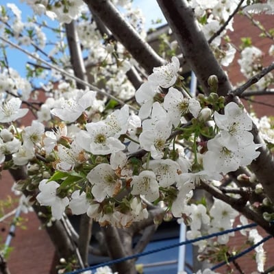 Prunus cerasus — flower