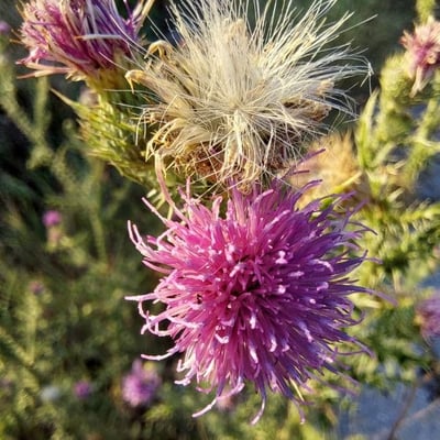 Carduus acanthoides — flower