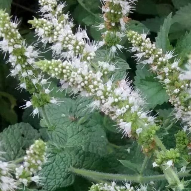 Mentha suaveolens — flower