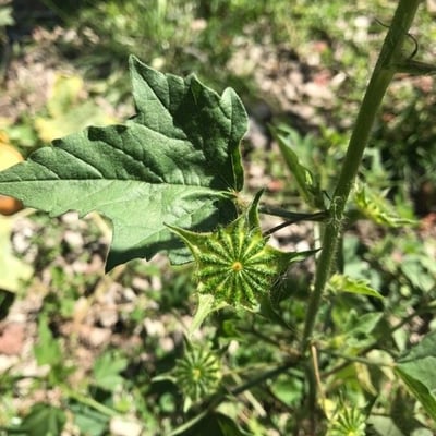 Anoda cristata — flower