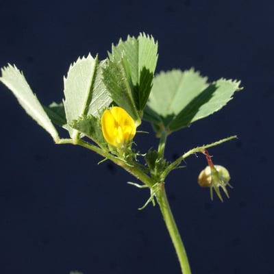Medicago orbicularis — flower