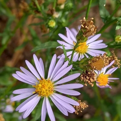 Symphyotrichum laeve — flower