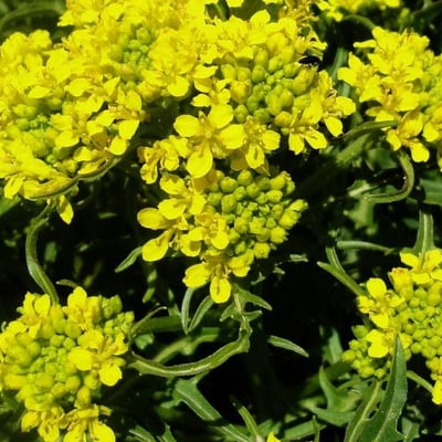 Sisymbrium austriacum — flower