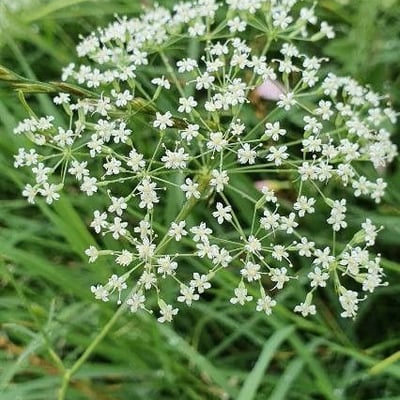 Falcaria vulgaris — flower
