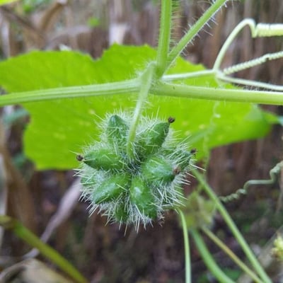 Sicyos angulatus — flower