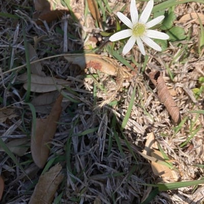 Anemone berlandieri — flower
