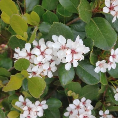 Rhaphiolepis indica — flower