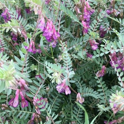 Vicia pannonica — flower