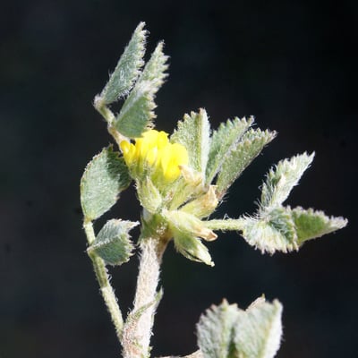Medicago monspeliaca — flower