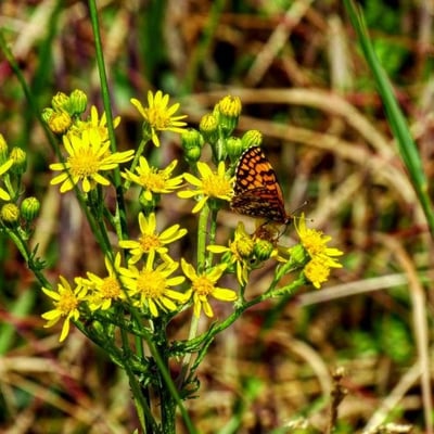 Senecio sylvaticus — flower