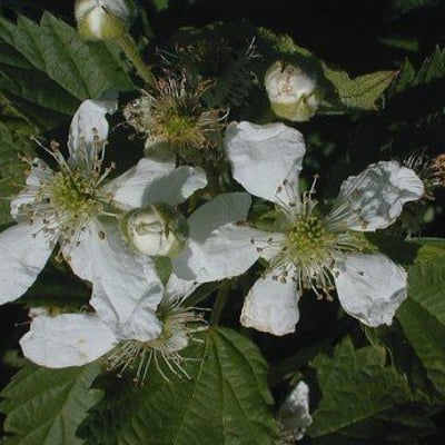 Rubus pensilvanicus — flower