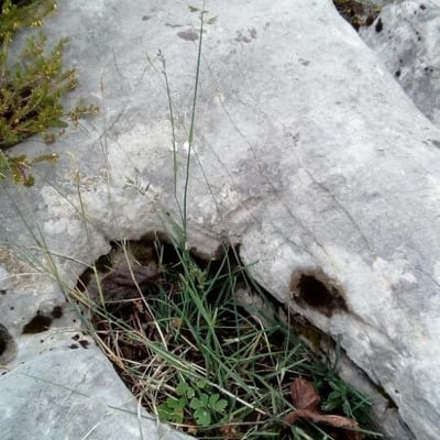 Poa glauca — leaf