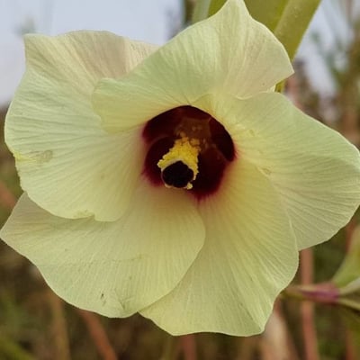 Abelmoschus esculentus — flower