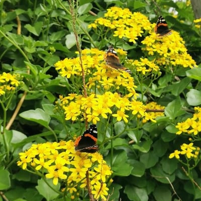 Senecio angulatus — flower