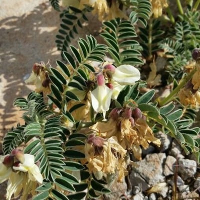 Astragalus sempervirens — flower