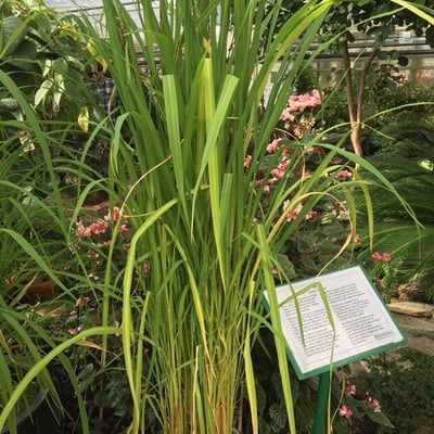 Oryza glaberrima — habit